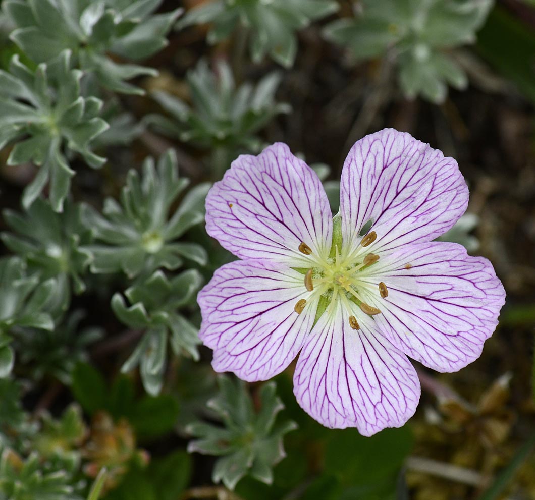 Geranium argenteum / Geranio argentino